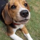 Tango - Beagle 